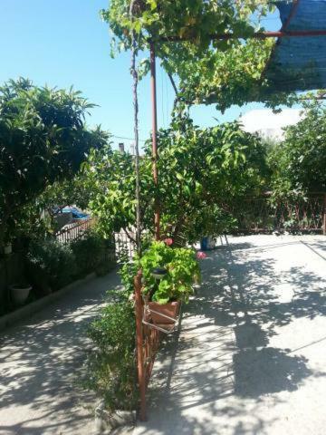 Apartament Pavlinovic Jure Makarska Zewnętrze zdjęcie